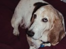 Buster