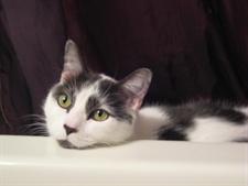 doctor bill's pet infirmary