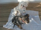 Riley and Maxie