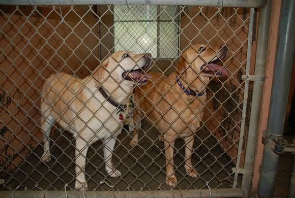 Our Indoor Kennels