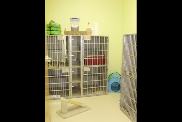 Cat Room
