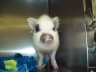 Daisy Doo