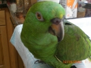 Buddy