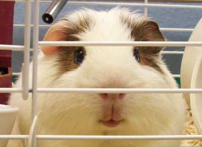 Squeakie