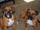 Fitz & Cooper