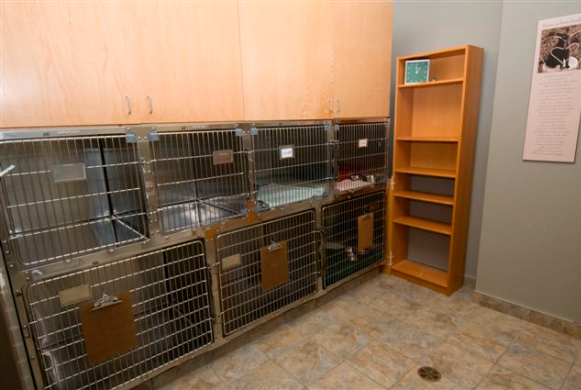 Canine & Feline Wards