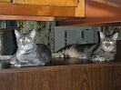 Opal and Molly