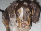 Marley