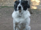 Toby