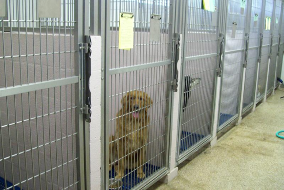 Runs are available for larger dogs