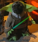 Yoda