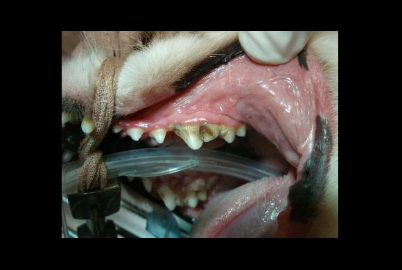 Before The Routine Dental