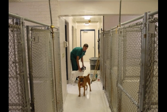 Kennels
