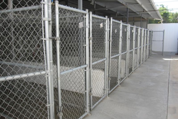 Clean and safe kennels