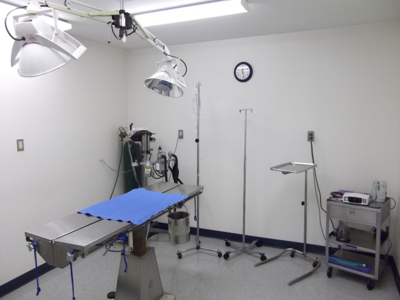 The Surgery