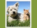 Puppies with Parvo