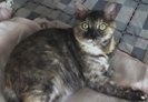 Kallie