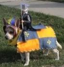Knight