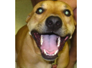 Buster