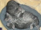 Cute Kittens