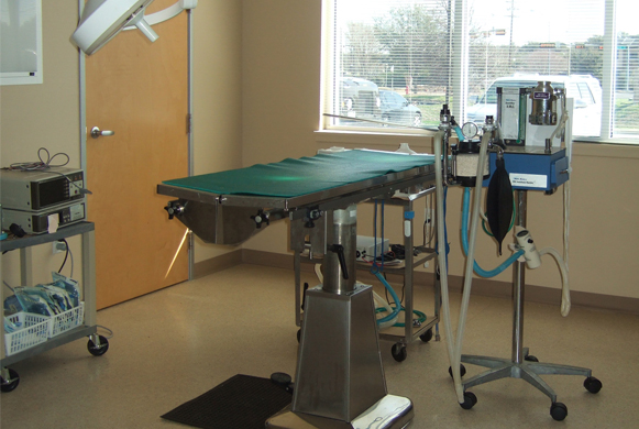 Virtual Dog Surgeries Virtual Dog Surgeries