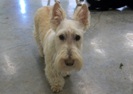 Fergus