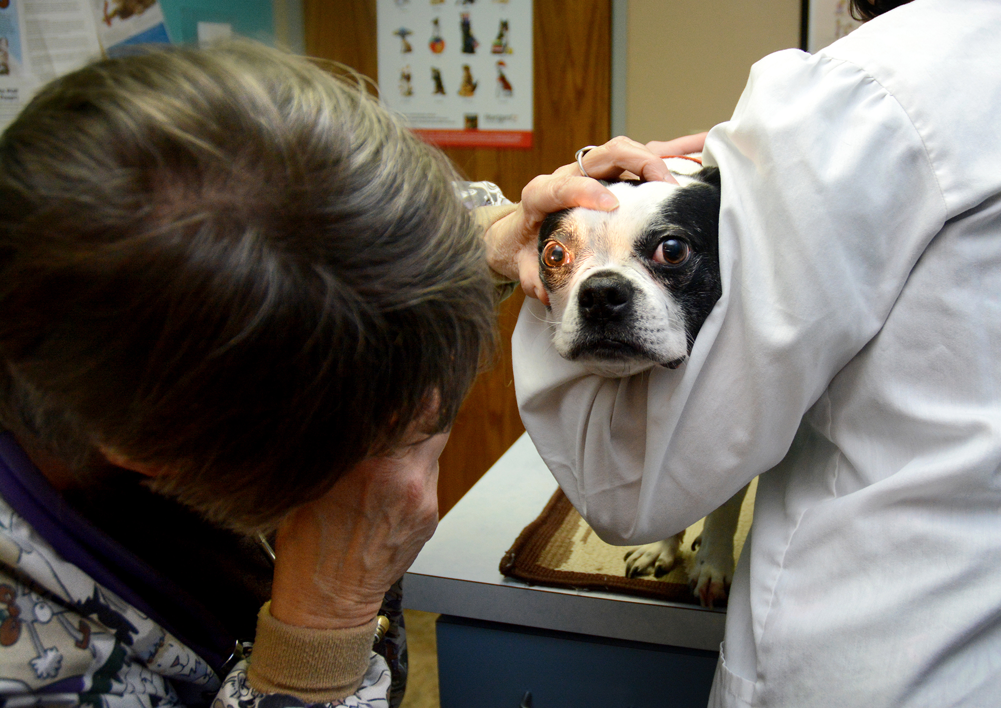 Northwest Animal Hospital Veterianarian