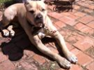 Mojo