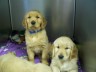 Cute golden pups