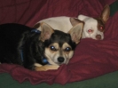 Tank & Pete