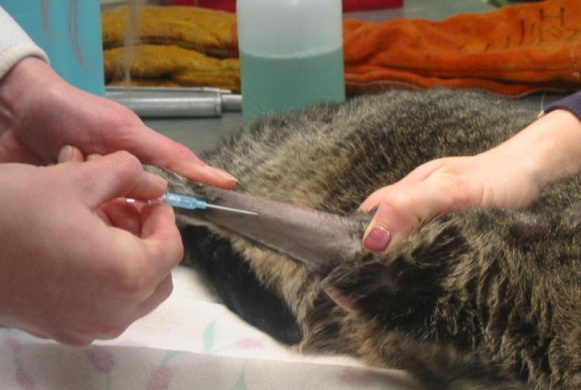 Presurgical Procedures