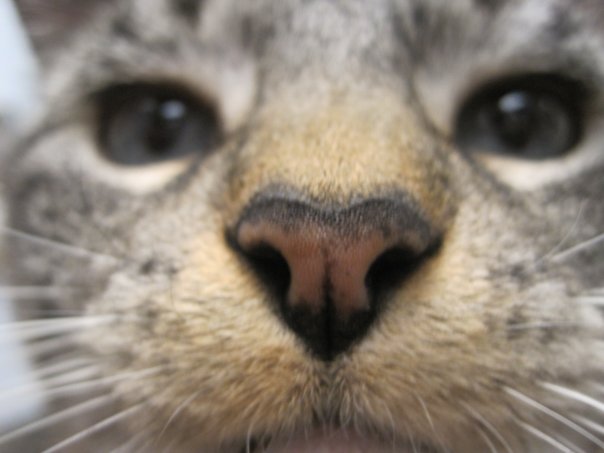 Fort Road Animal Clinic, 1284 W 7th St St Paul, MN 55102