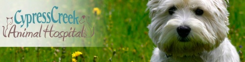 Cypress Creek Animal Hospital