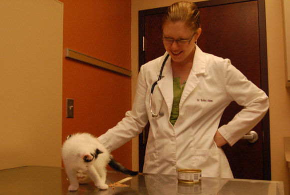 Dr. Adams exams kitten.