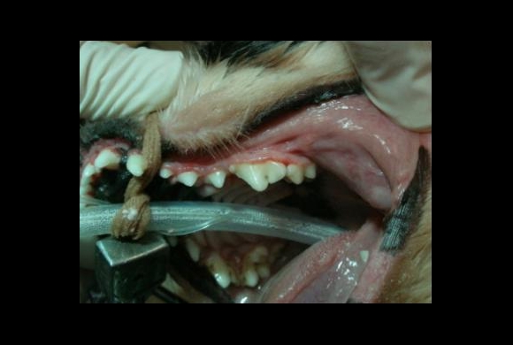 After The Dental