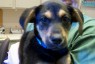Cute Puppy