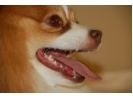 Shirley's dog, Suki