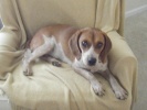 Buster