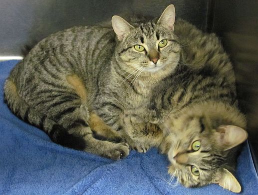 ADOPT US!