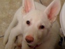 Bella