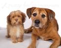 Farley and Scooby