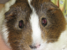 Ferbie