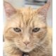 Sammy, Hospital Cat