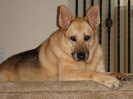 Bailey