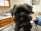 Toby