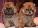 Frankie & Perl Pups