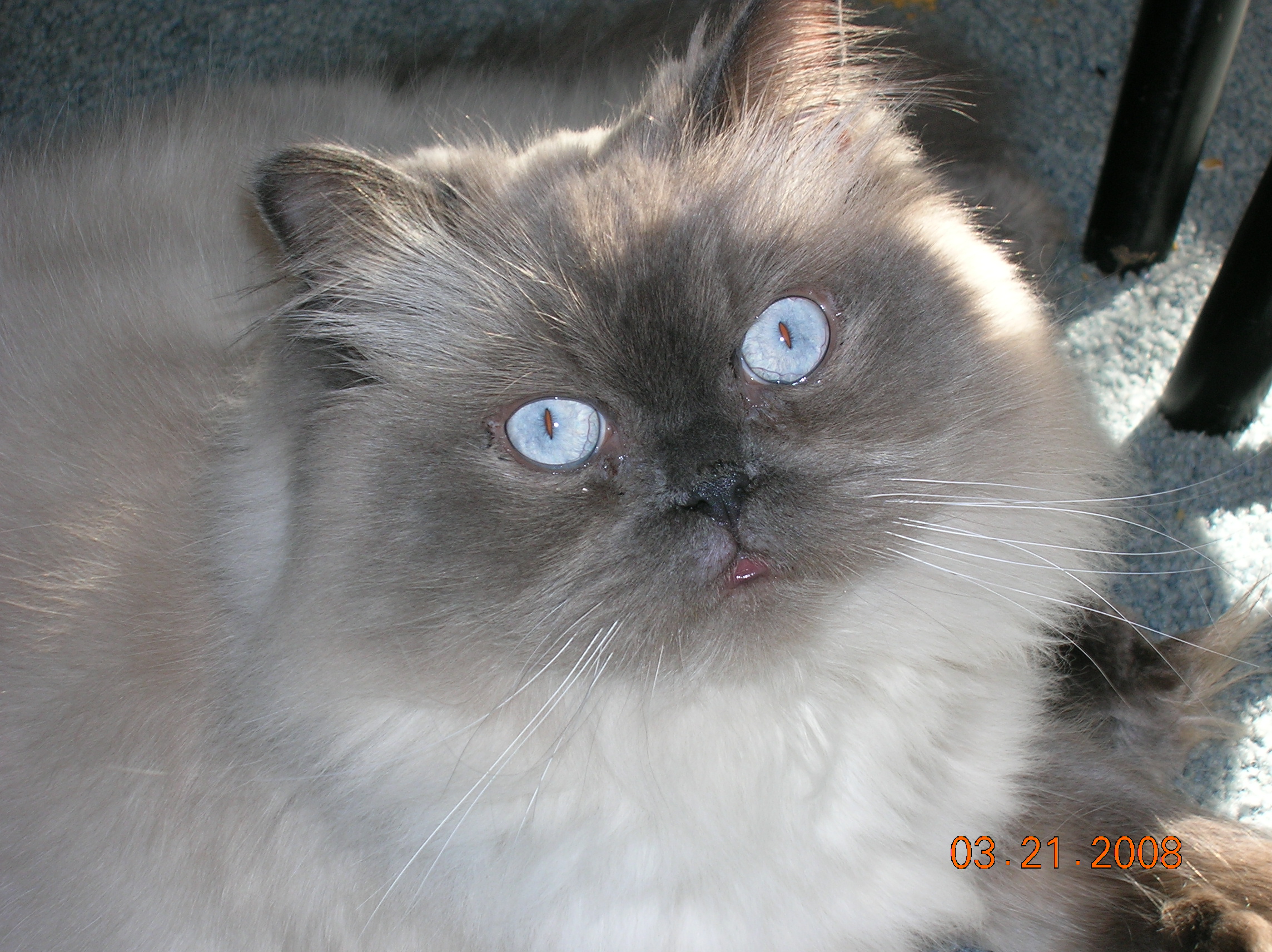 Raynham Veterinary Hospital, Inc.