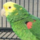 Pickles, Director of Public Relations