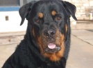 Rocky