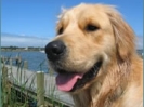Pet 1